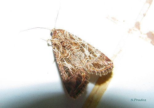 Spodoptera littoralis????